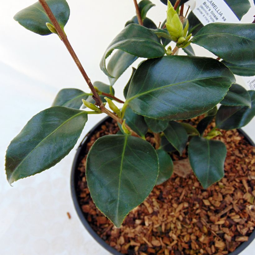 Camellia japonica Bobs Tinsie (Foliage)