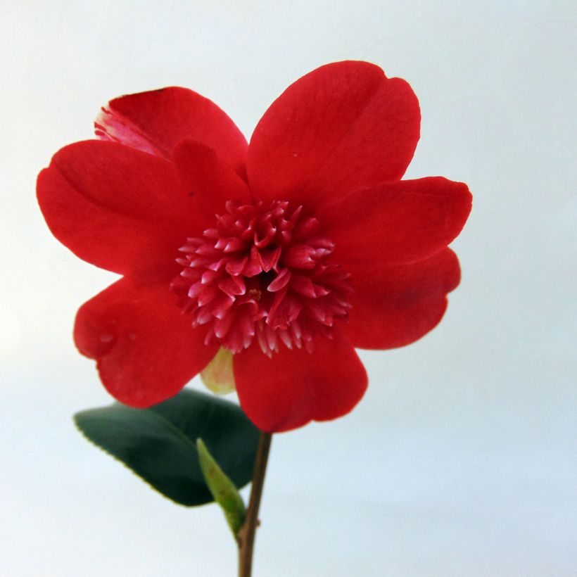 Camellia japonica Bobs Tinsie (Flowering)