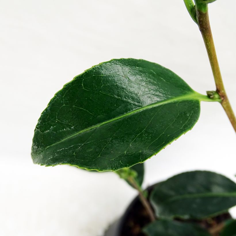 Camellia japonica Bokuhan (Foliage)