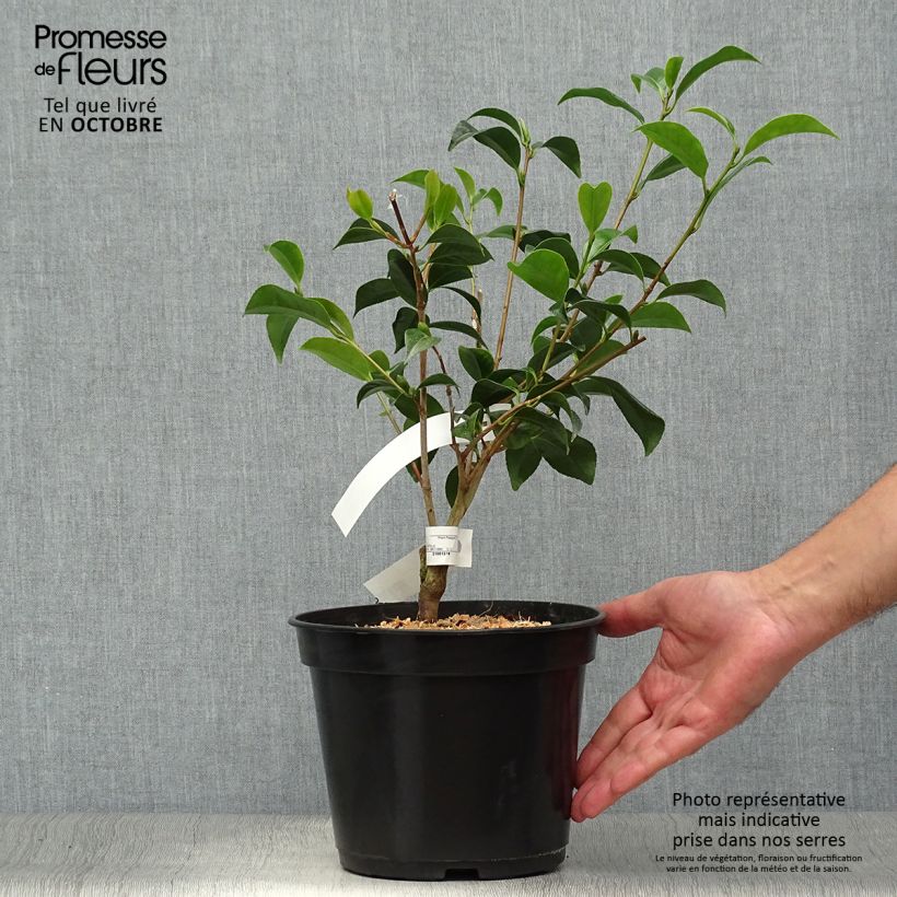 Camellia japonica Bokuhan 3L/4L pot sample as delivered in autumn