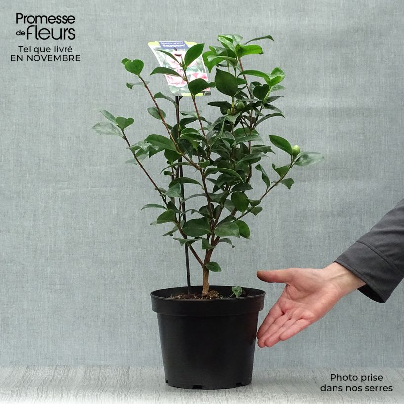 Camellia japonica Bonomiana 3L/4L pot sample as delivered in autumn