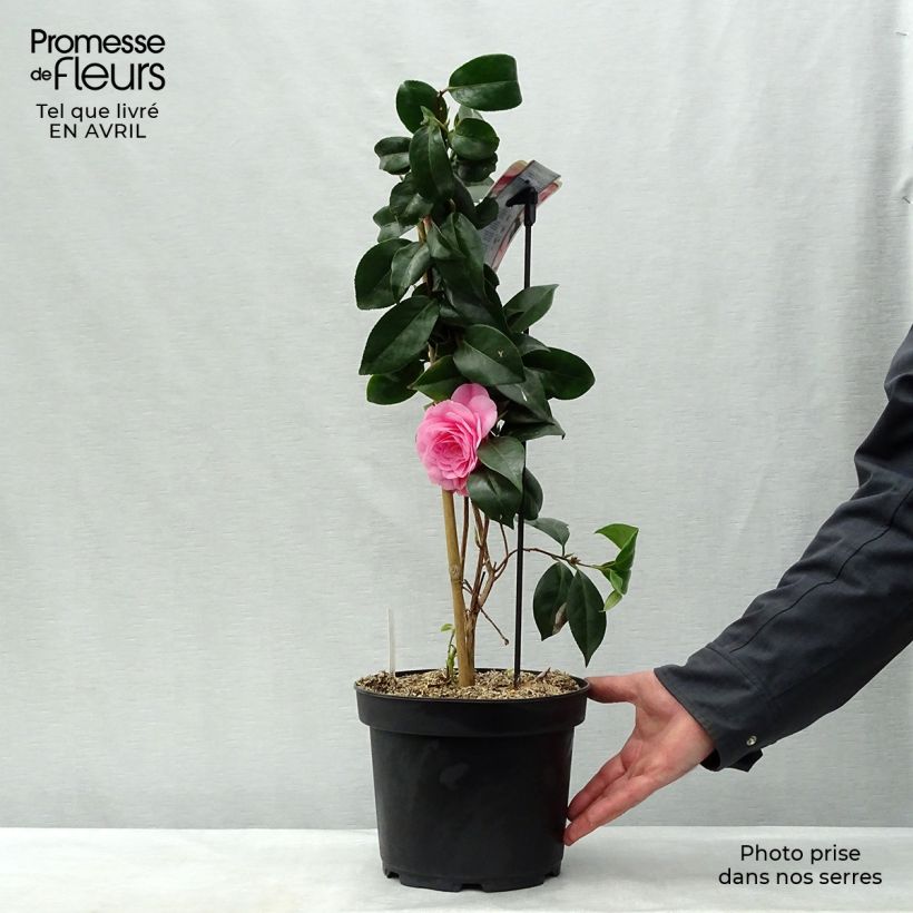 Camellia japonica Bonomiana sample as delivered in spring
