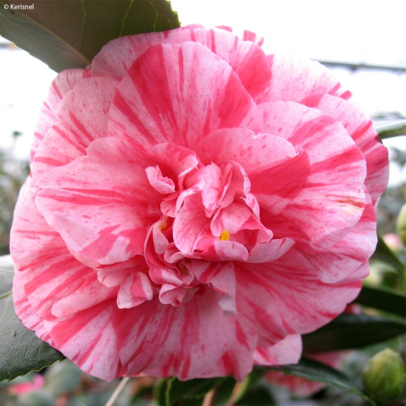 Camellia japonica Comte de Gomer (Flowering)