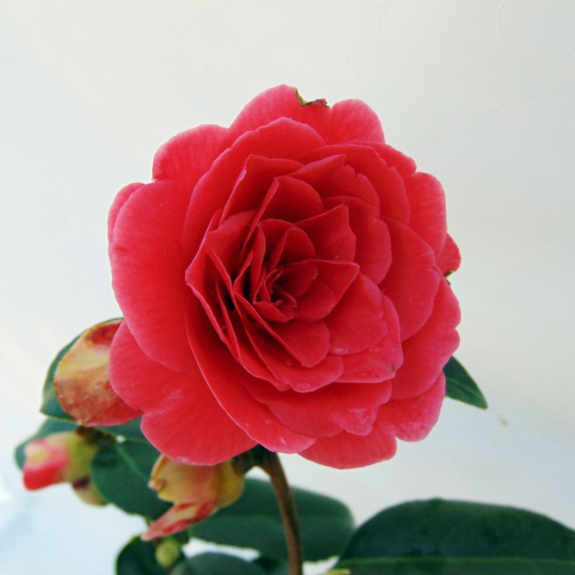 Camellia japonica Coquetti (Flowering)