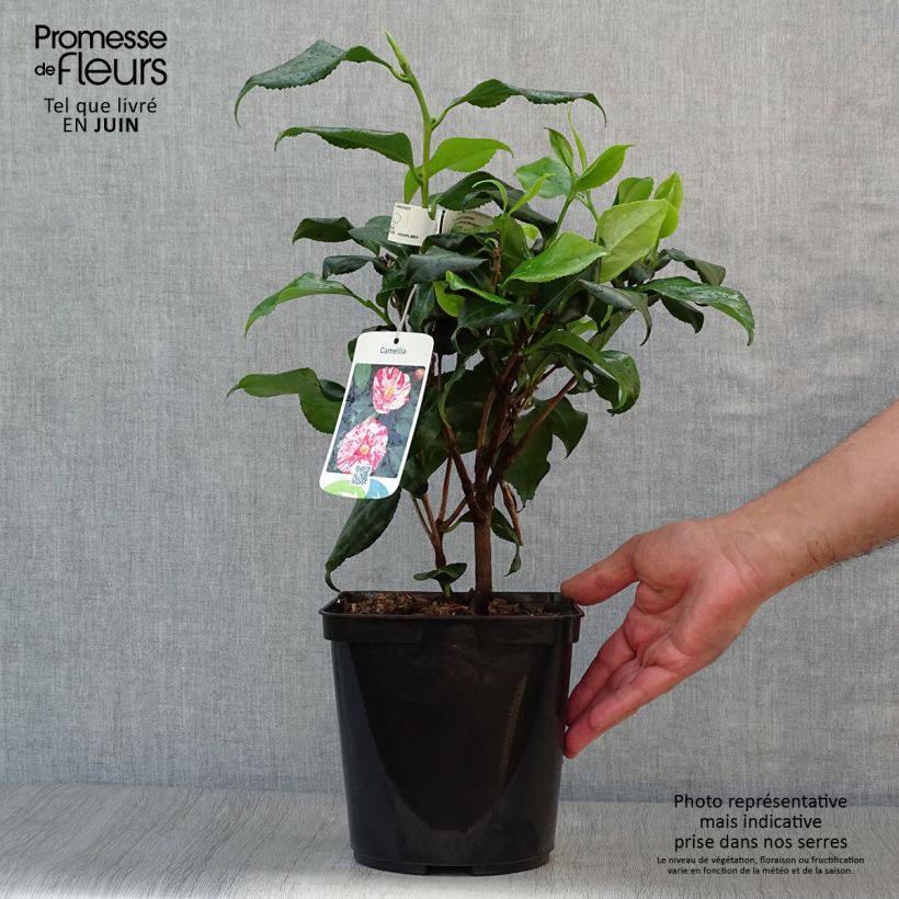 Camellia japonica Dainty California 2L/3L pot sample as delivered in summer