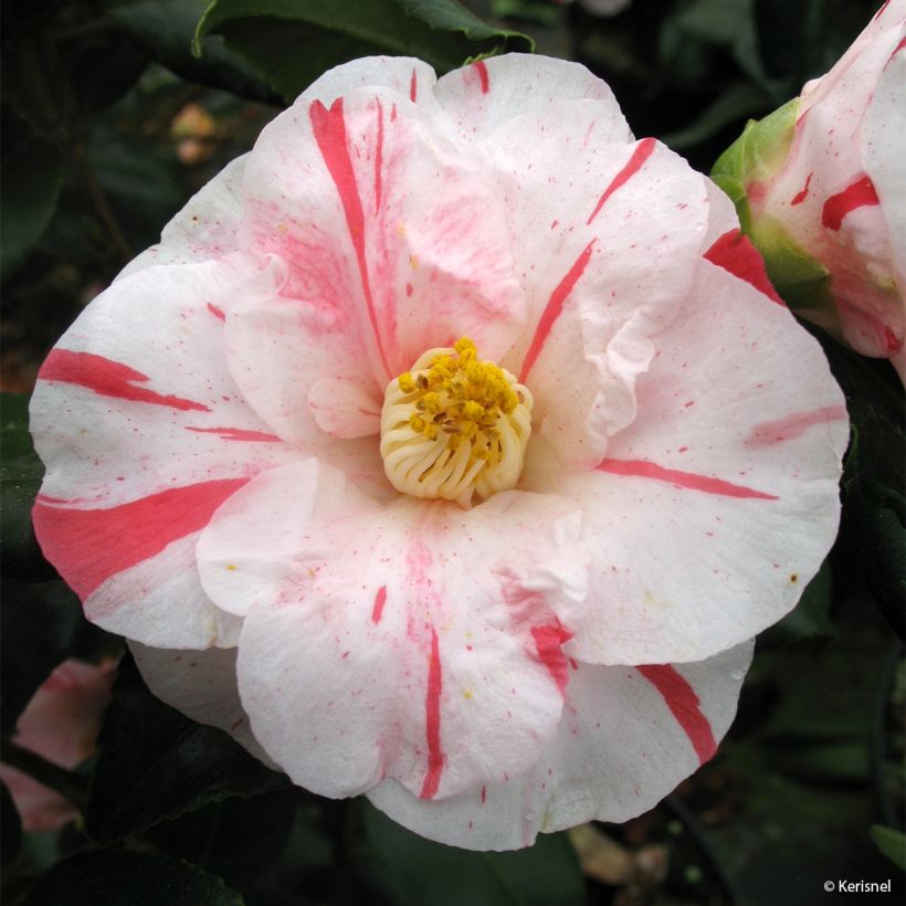 Camellia japonica Dainty California (Flowering)