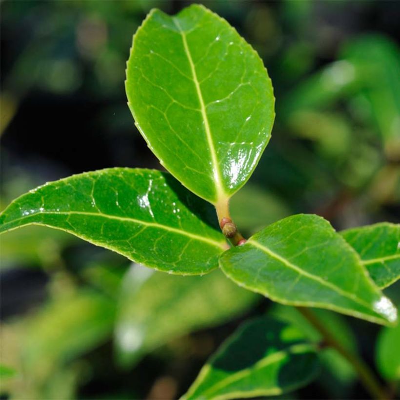 Camellia  williamsii Donation (Foliage)