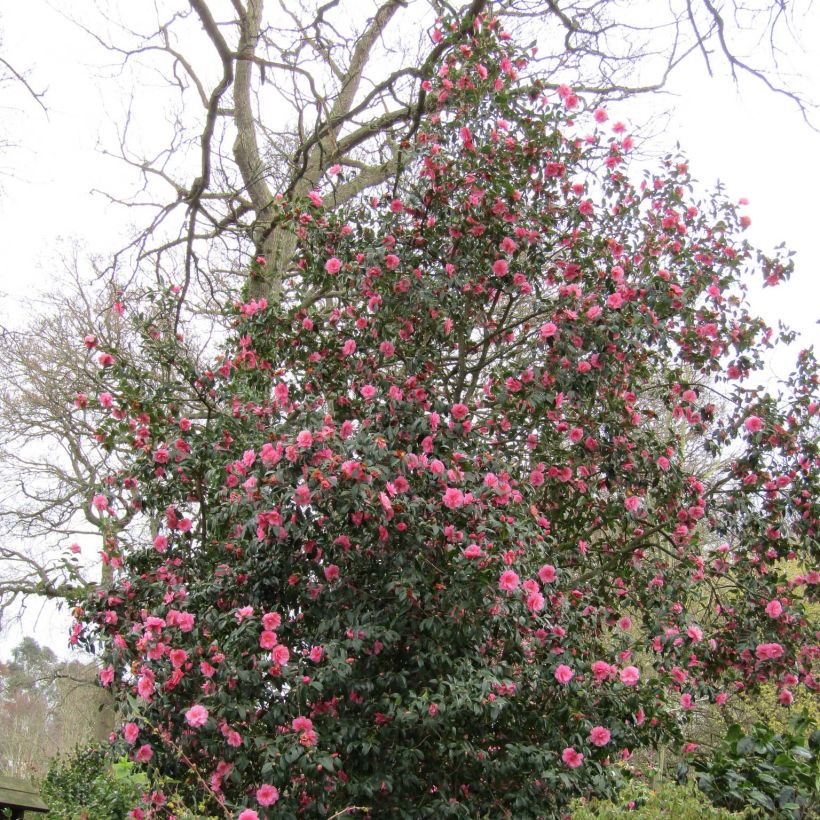 Camellia  williamsii Donation (Plant habit)