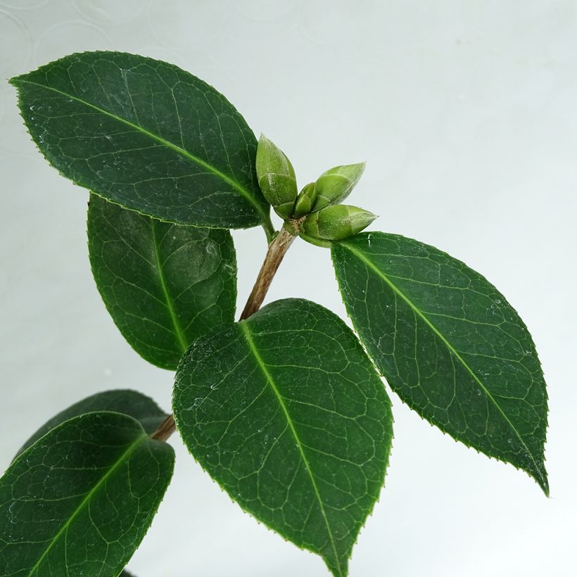 Camellia williamsii EG Waterhouse (Foliage)