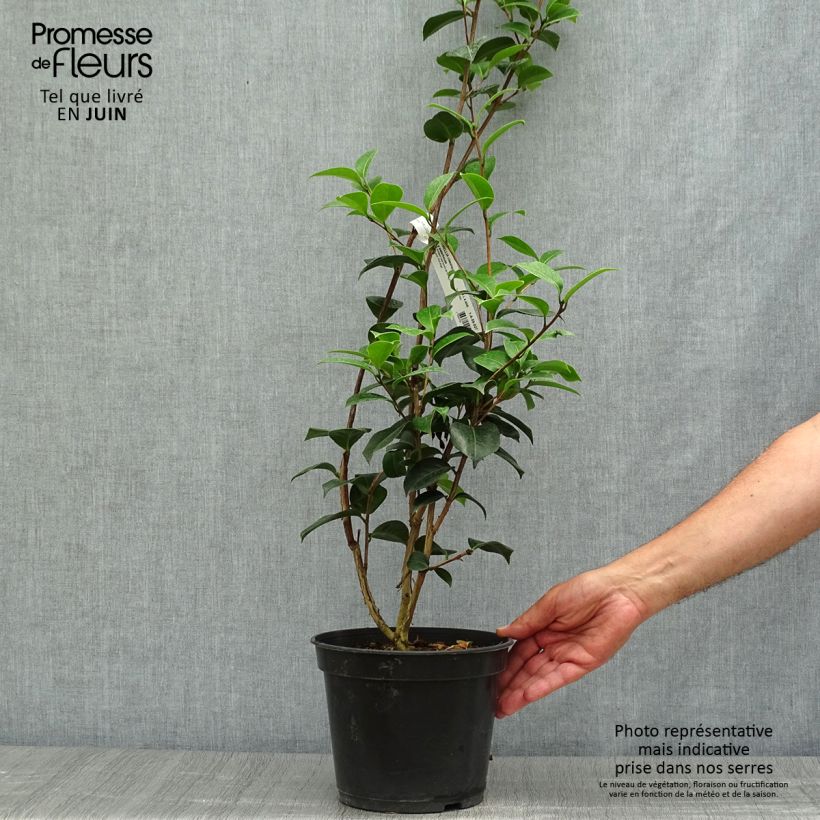 Camellia williamsii EG Waterhouse 4L/5L pot sample as delivered in summer