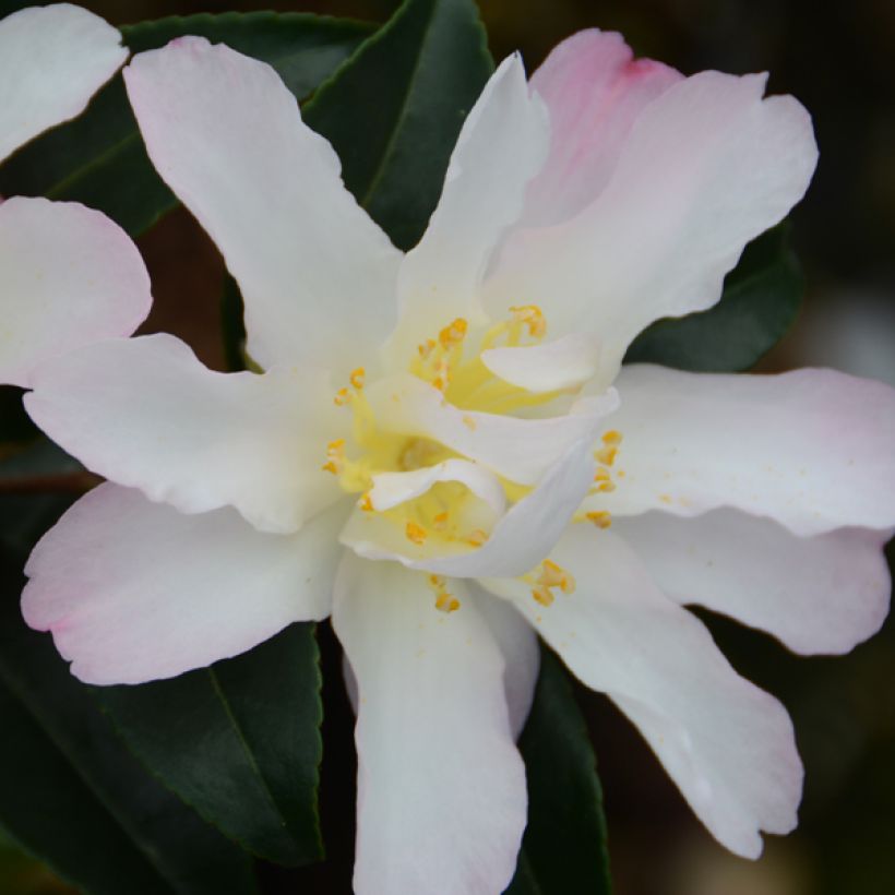 Camellia sasanqua Frosted Star (Flowering)