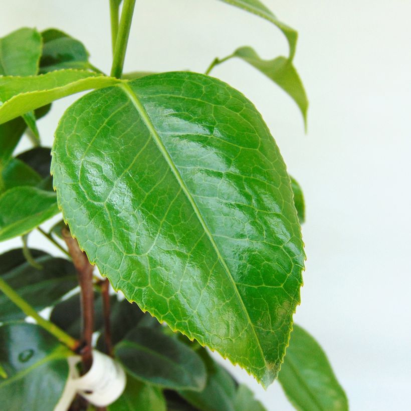 Camellia japonica Hagoromo (Foliage)