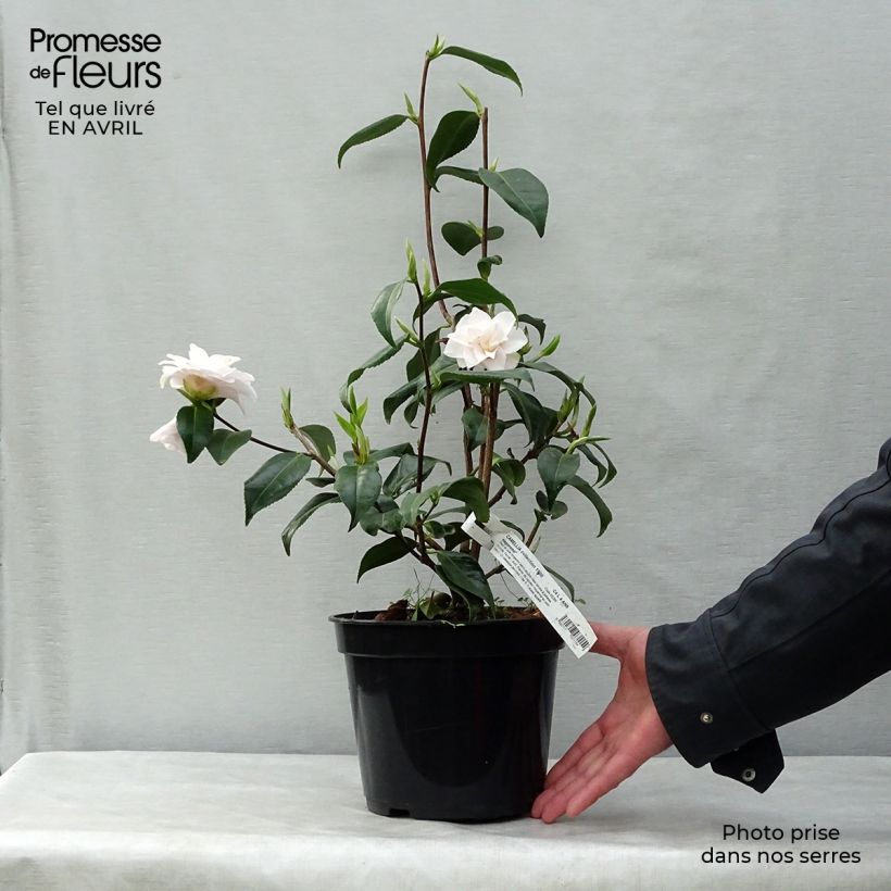 Camellia japonica Hagoromo sample as delivered in spring