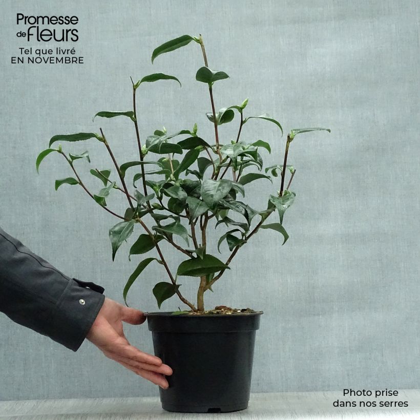 Camellia japonica Hagoromo 4L/5L pot sample as delivered in autumn
