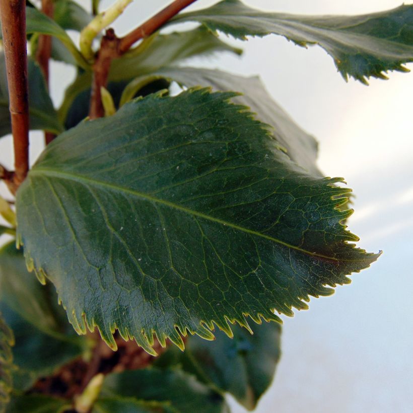 Camellia japonica Holly Bright (Foliage)