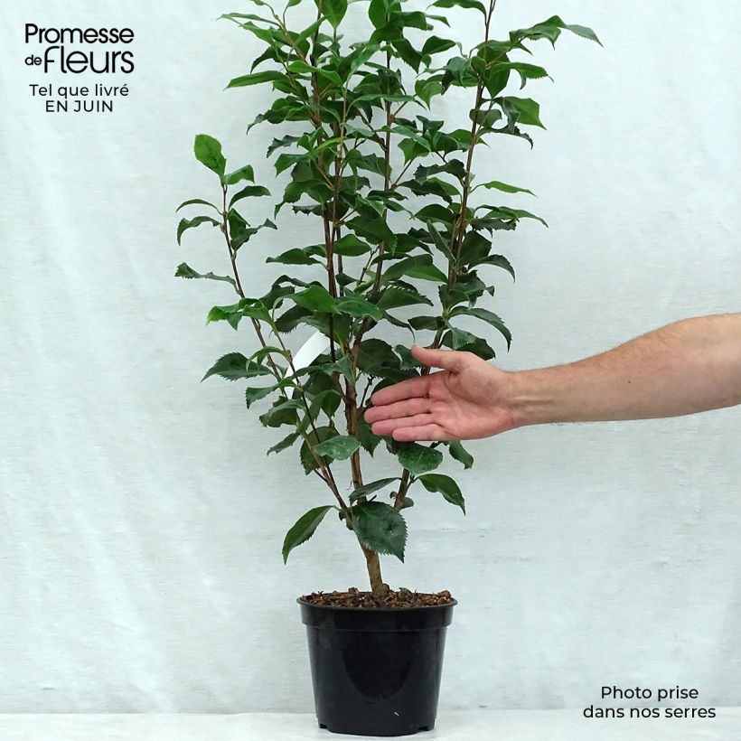 Camellia japonica Holly Bright 4L/5L pot sample as delivered in summer