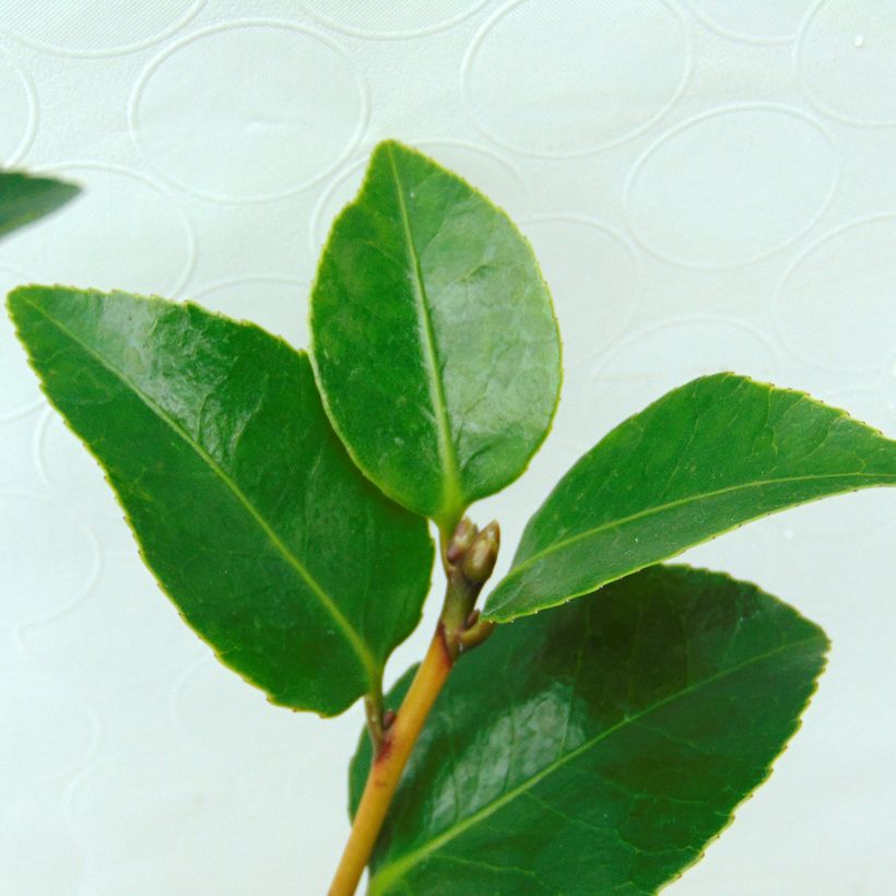 Camellia japonica Il Gioiello (Foliage)