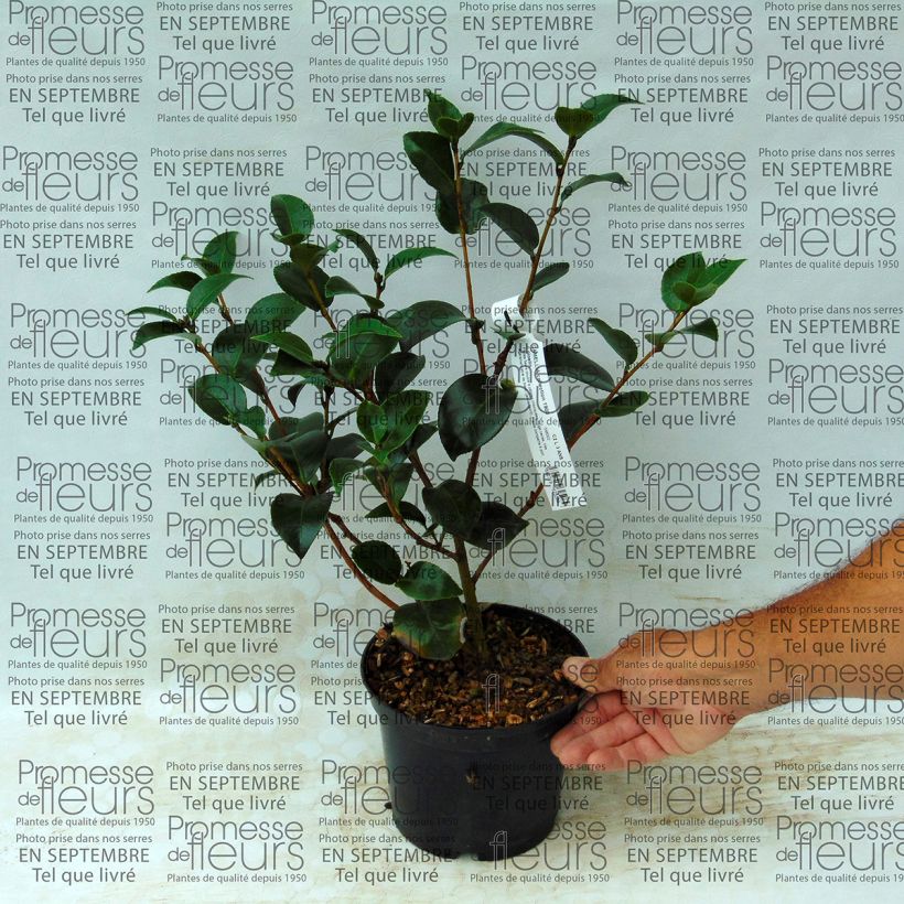 Example of Camellia japonica Il Gioiello 2L/3L pot specimen as delivered