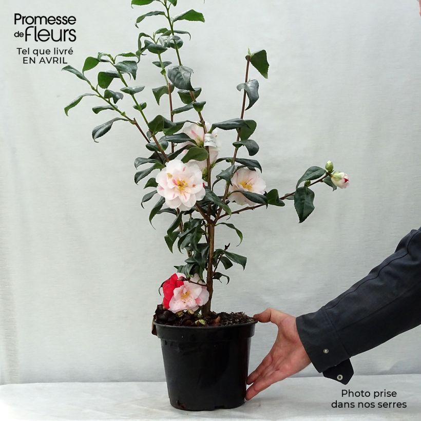 Camellia japonica Lady Vansittart sample as delivered in spring