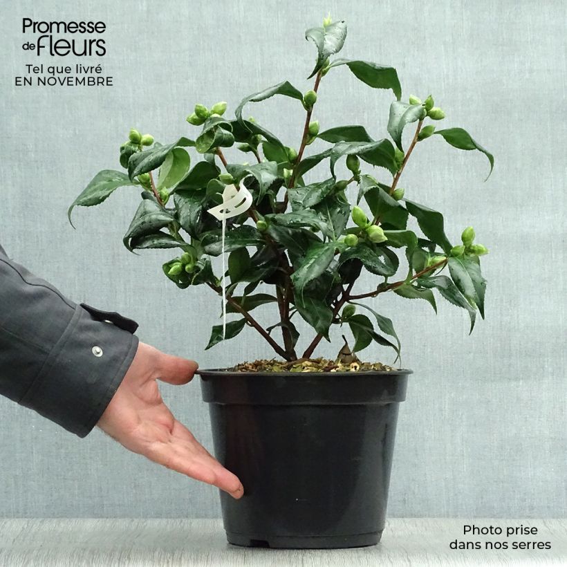 Camellia japonica Lady Vansittart 3L/4L pot sample as delivered in autumn