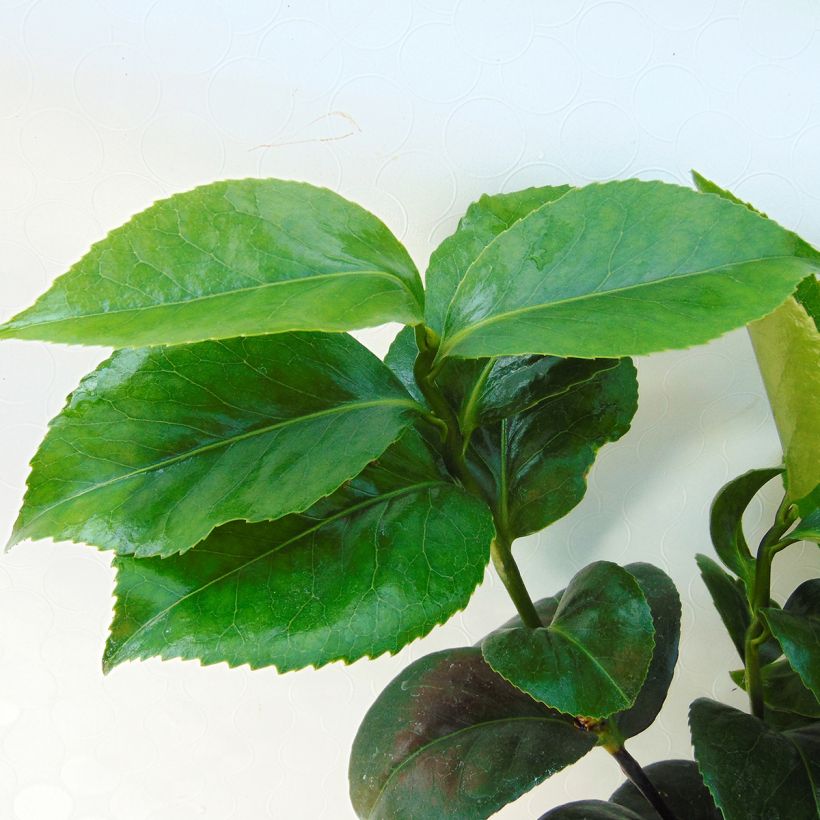 Camellia japonica Lavinia Maggi (Foliage)