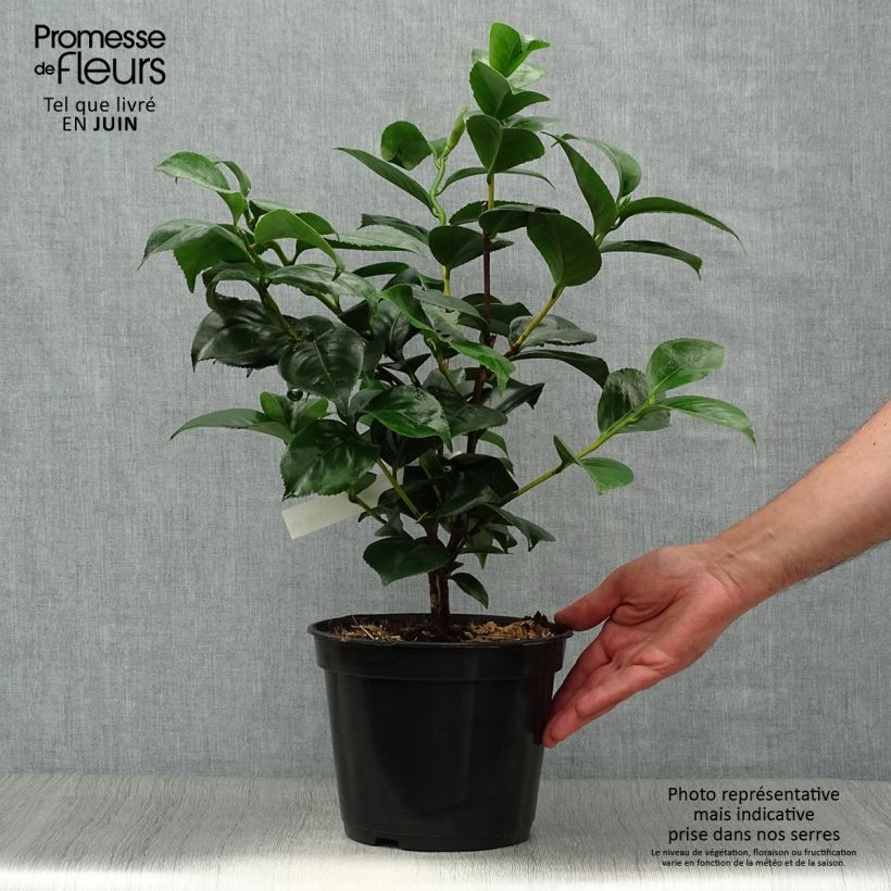Camellia japonica Lavinia Maggi 3L/4L pot sample as delivered in summer