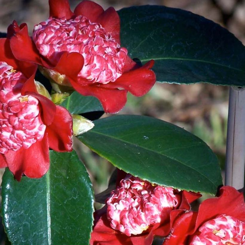 Camellia japonica Lipstick (Foliage)