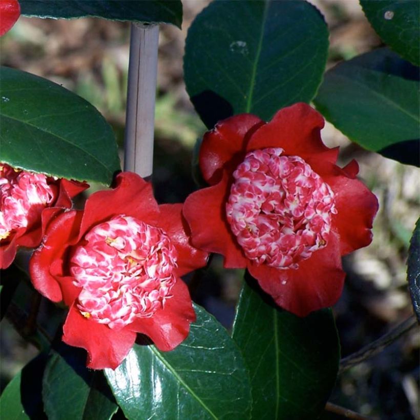 Camellia japonica Lipstick (Flowering)