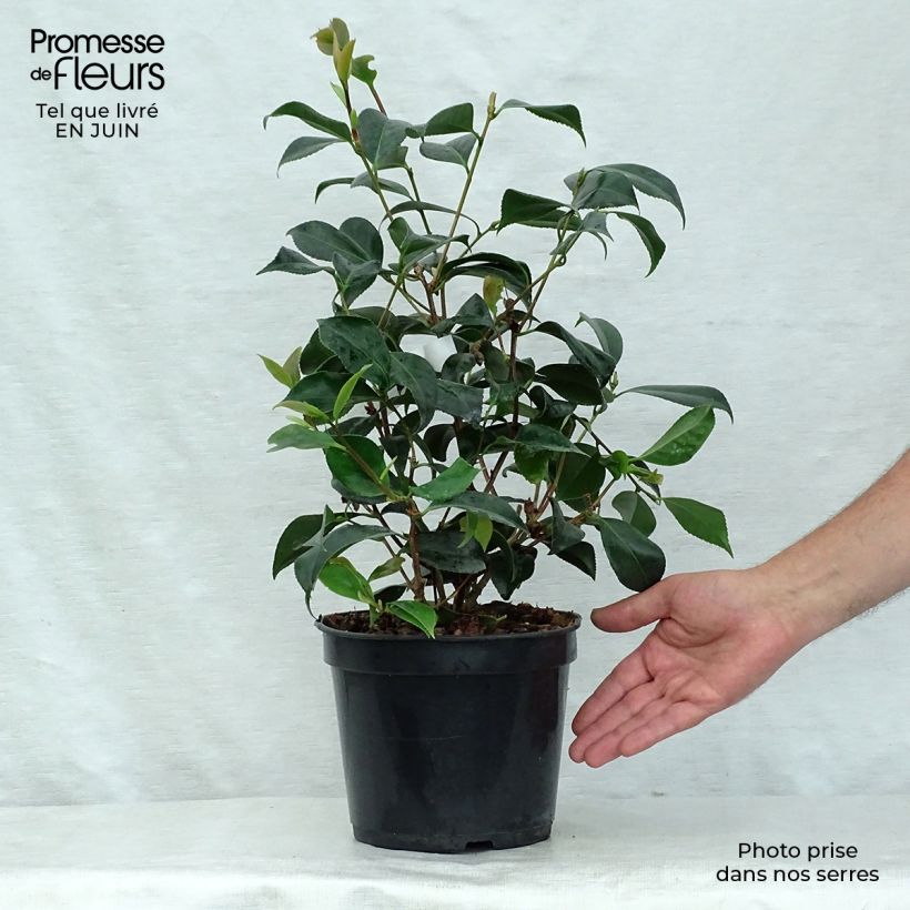 Camellia japonica Lipstick 4L/5L pot sample as delivered in summer