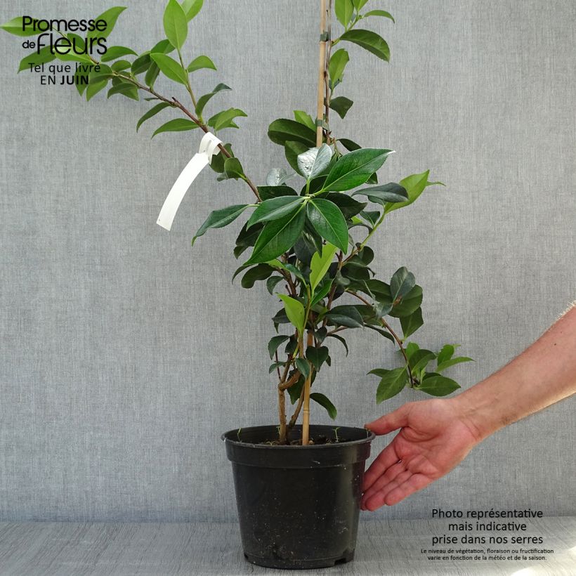 Camellia williamsii Lucky Star 4L/5L pot sample as delivered in summer