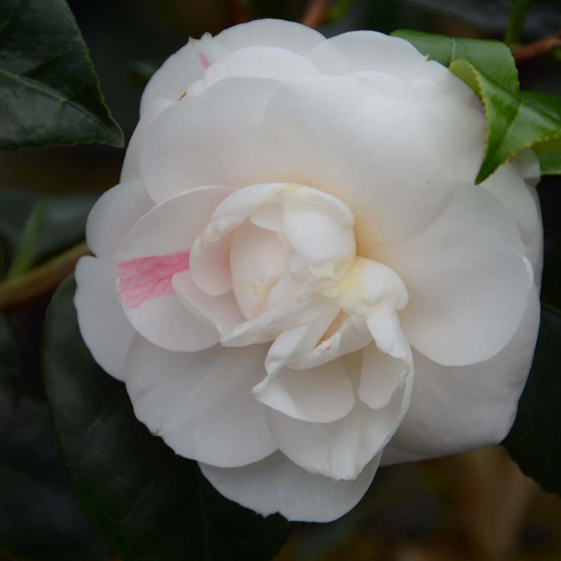 Camellia japonica Montironi (Flowering)