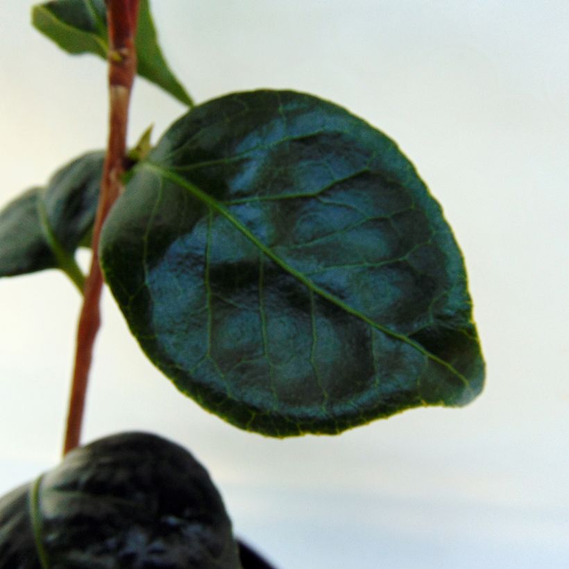 Camellia japonica Montironi (Foliage)