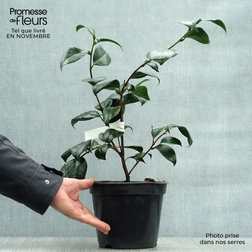Camellia japonica Montironi 4L/5L pot sample as delivered in autumn