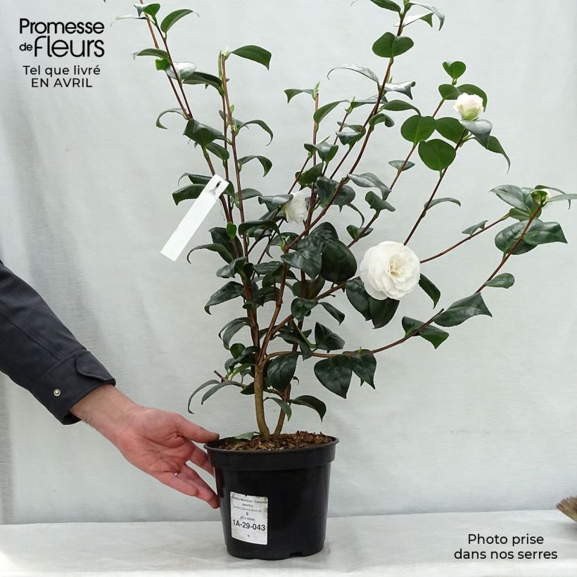 Camellia japonica Montironi sample as delivered in spring