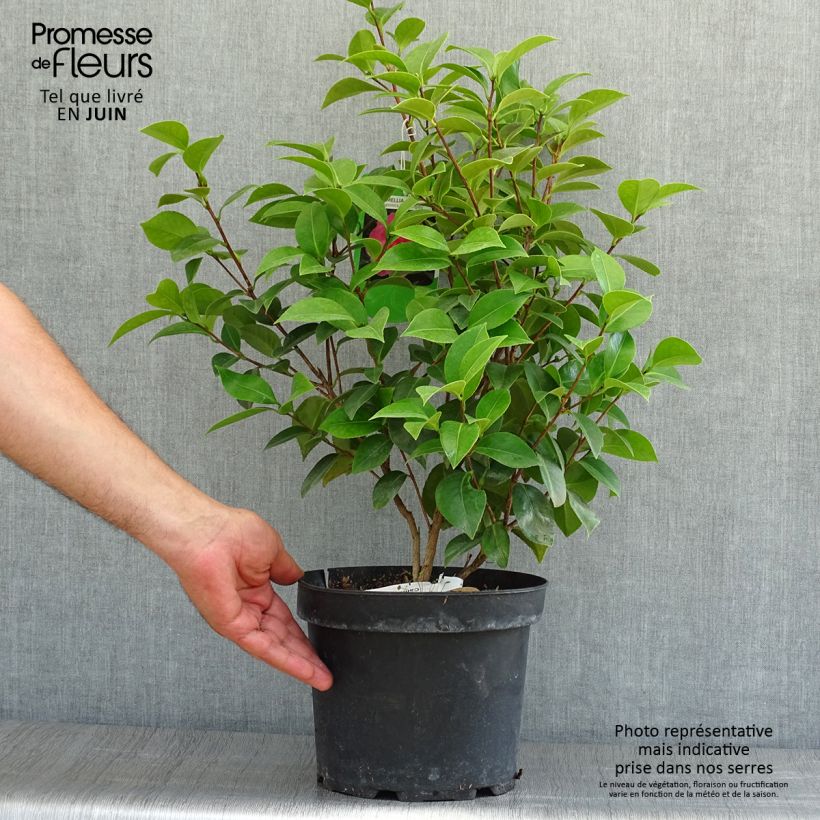 Camellia japonica Mrs Tingley 3L/4L pot sample as delivered in summer