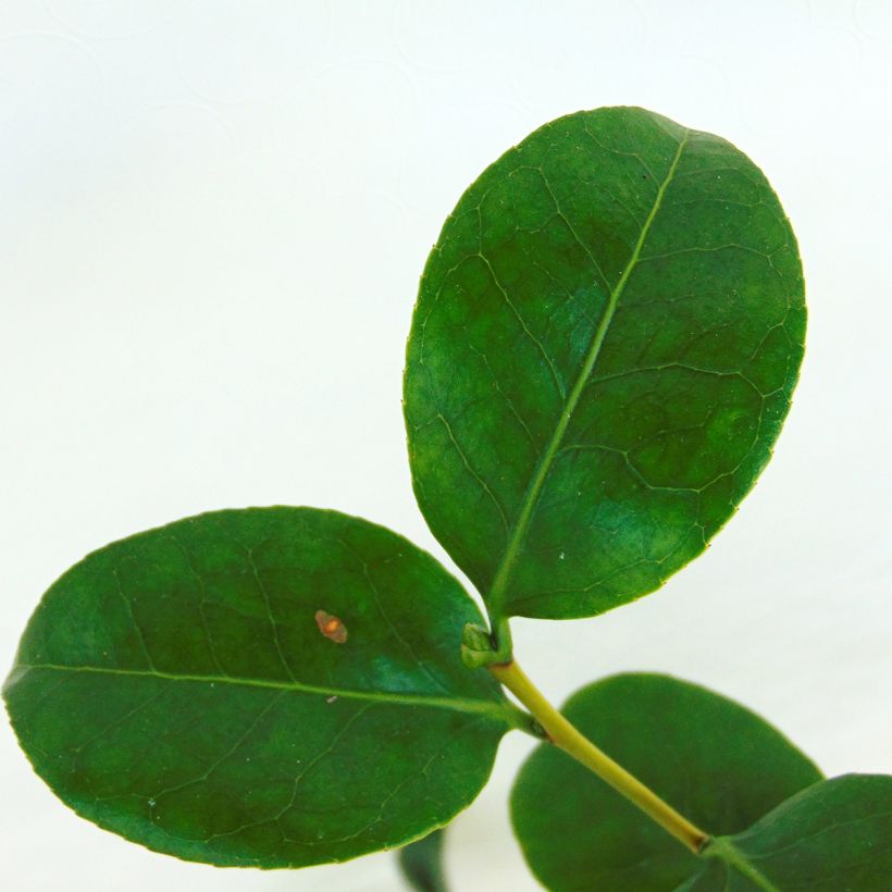 Camellia japonica Nobilissima (Foliage)