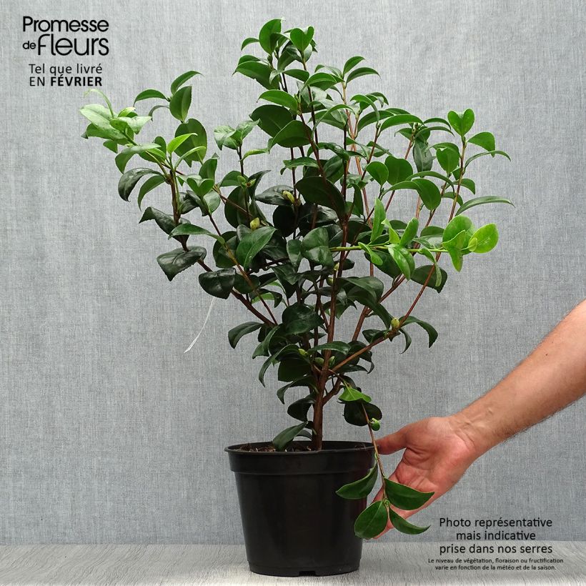 Camellia japonica Nobilissima 4L/5L pot sample as delivered in autumn