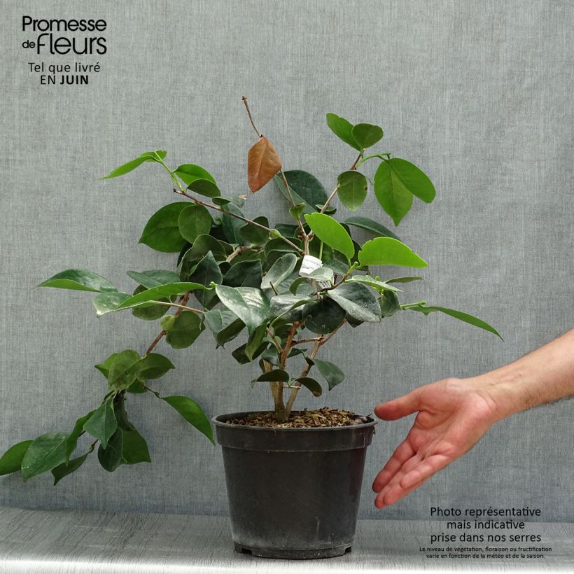 Camellia japonica de Higo Okan 4L/5L pot sample as delivered in summer