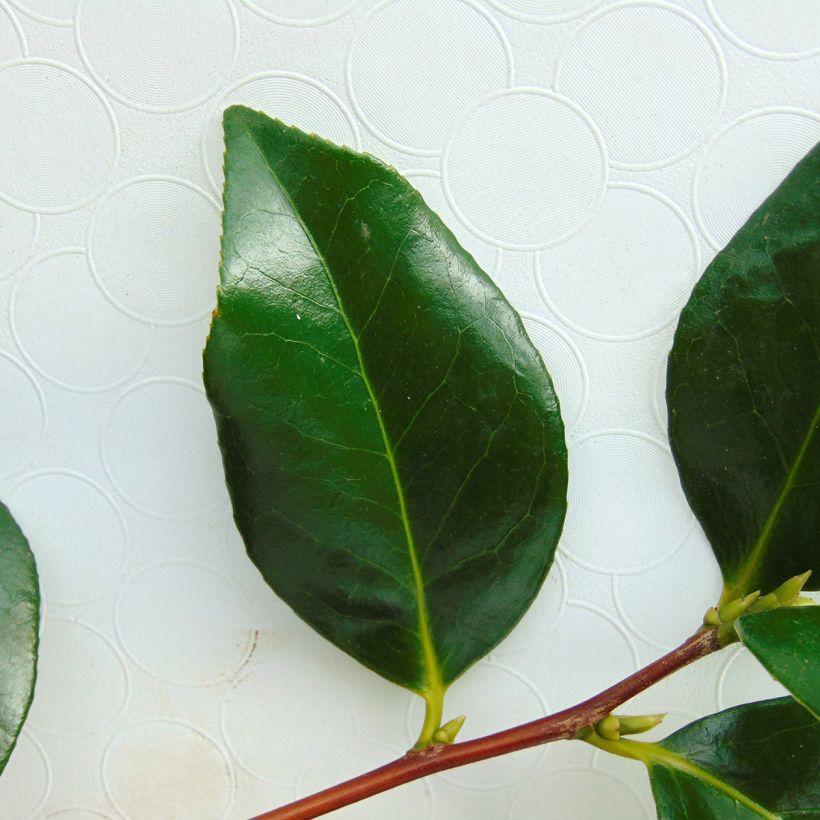 Camellia japonica Paddys Perfumed (Foliage)