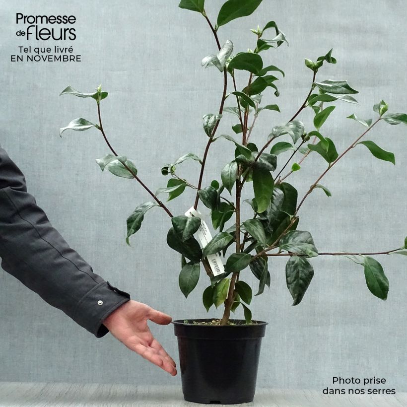 Camellia japonica Paddys Perfumed 4L/5L pot sample as delivered in autumn