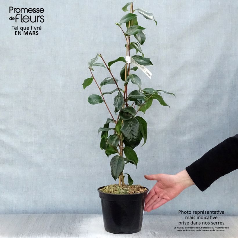 Camellia japonica Paddys Perfumed 4L/5L pot sample as delivered in spring