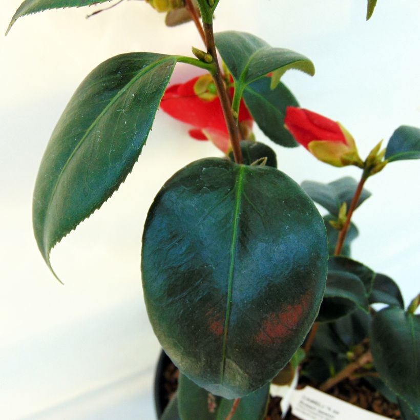 Camellia japonica Robert Lasson (Foliage)