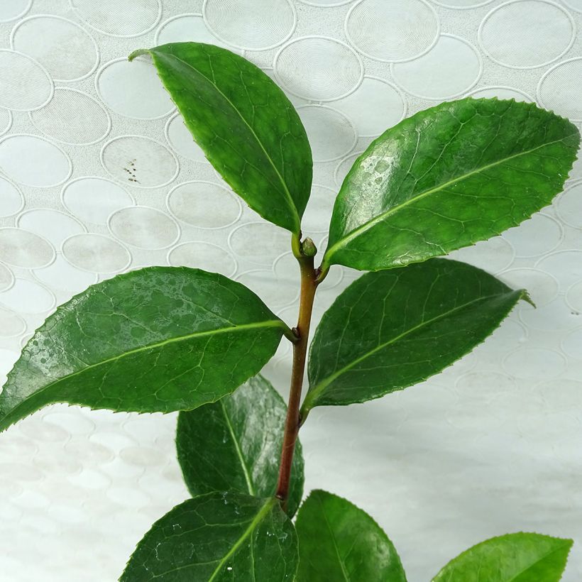 Camellia japonica San Dimas (Foliage)