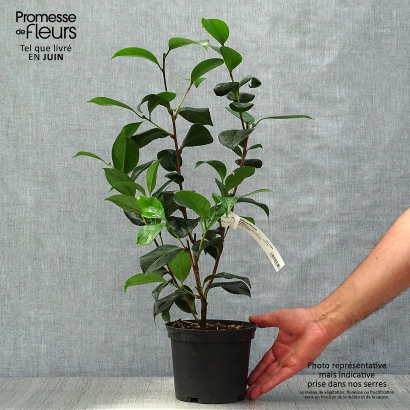 Camellia japonica San Dimas 2L/3L pot sample as delivered in summer
