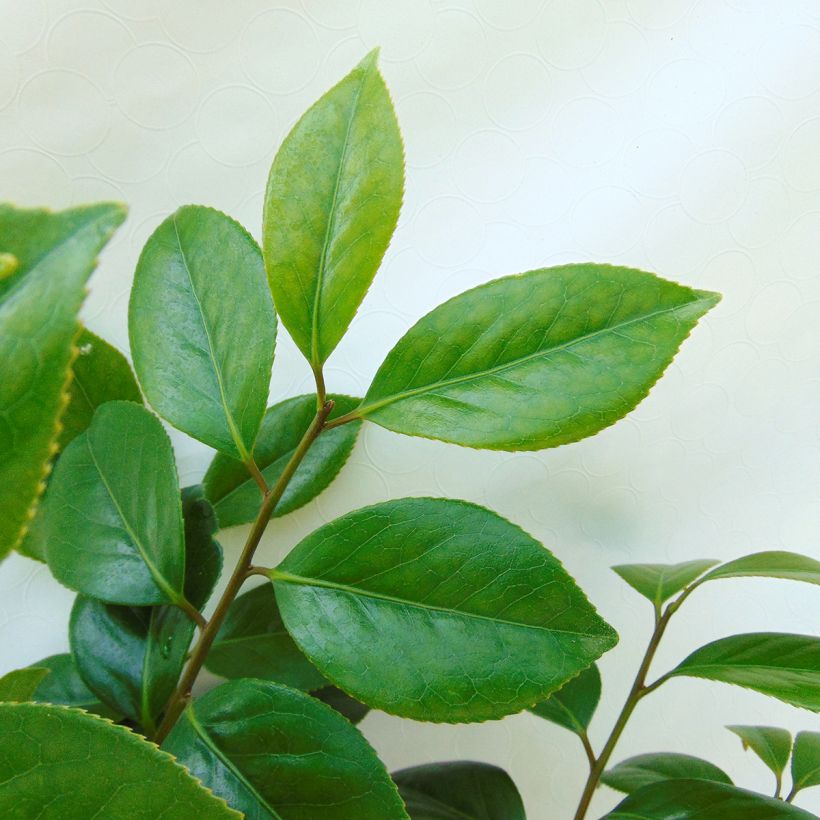 Camellia japonica Sanpei Tsubaki (Foliage)