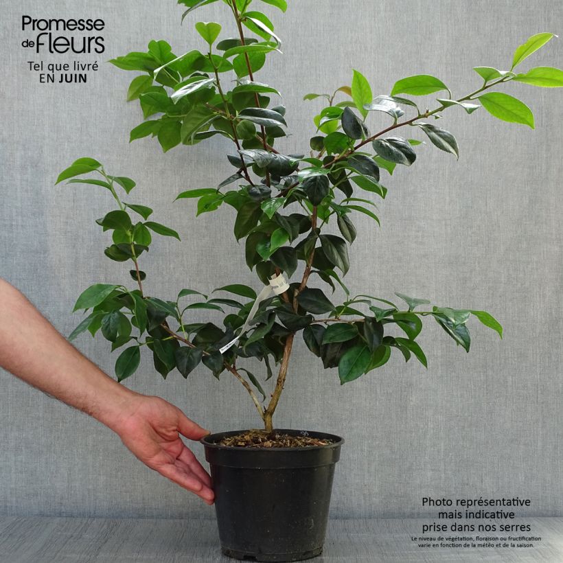 Camellia japonica Sanpei Tsubaki 4L/5L pot sample as delivered in summer