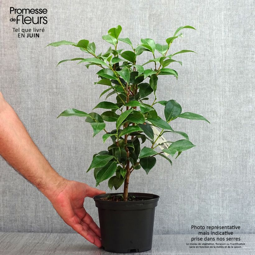 Camellia japonica Stacy Susan 2L/3L pot sample as delivered in summer