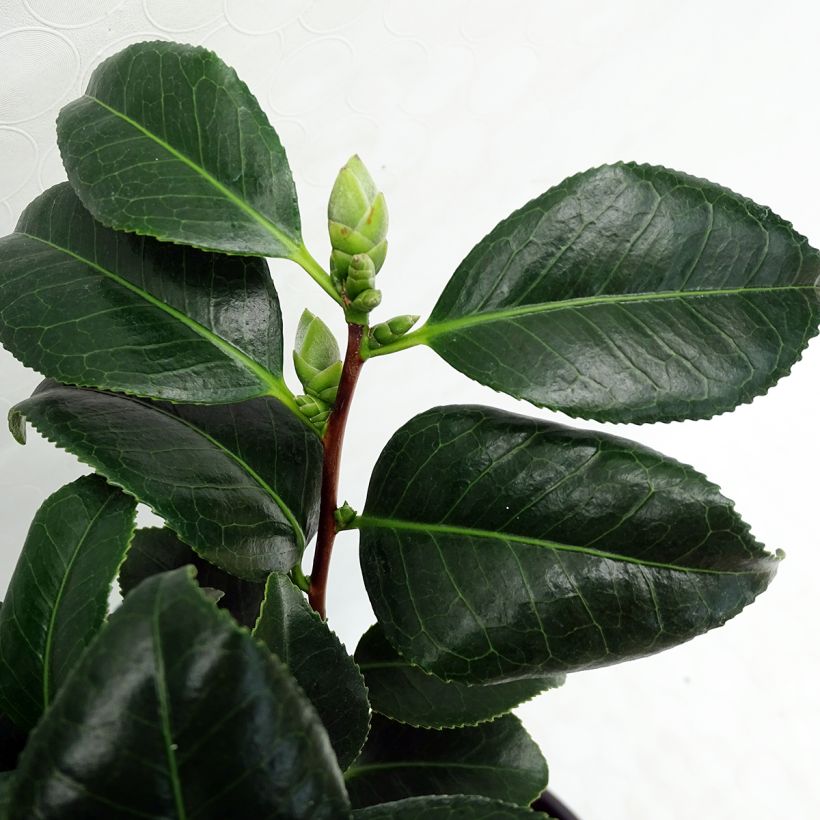 Camellia japonica Sunny Side (Foliage)