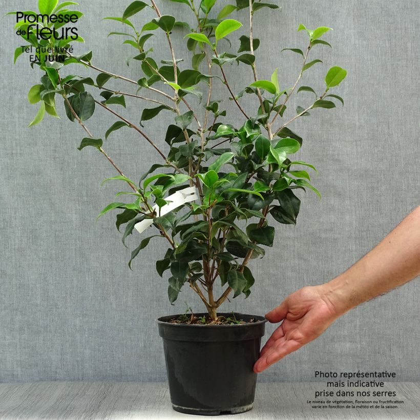 Camellia japonica Sunny Side 4L/5L pot sample as delivered in summer