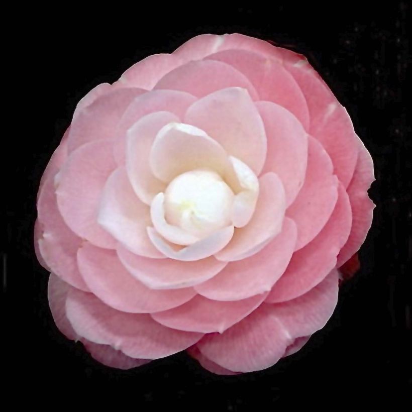 Classic Camellia - Camellia japonica Sweet Olive (Flowering)